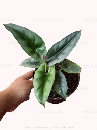 Alocasia Reversa, Alocasia Amazonica, live plants, rare plants, live alocasia, rare alocasia, outdoor plants, indoor plants, houseplants, jungle plants, forest plants, urban plants, plants make people happy, plants make me happy, plants, plant lovers, alocasia club, alocasia lovers