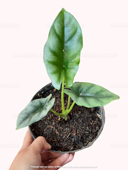 Alocasia Reversa, Alocasia Amazonica, live plants, rare plants, live alocasia, rare alocasia, outdoor plants, indoor plants, houseplants, jungle plants, forest plants, urban plants, plants make people happy, plants make me happy, plants, plant lovers, alocasia club, alocasia lovers