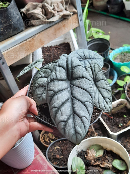 Alocasia Dragon Silver, Alocasia Amazonica, live plants, rare plants, live alocasia, rare alocasia, outdoor plants, indoor plants, houseplants, jungle plants, forest plants, urban plants, plants make people happy, plants make me happy, plants, plant lovers, alocasia club, alocasia lovers