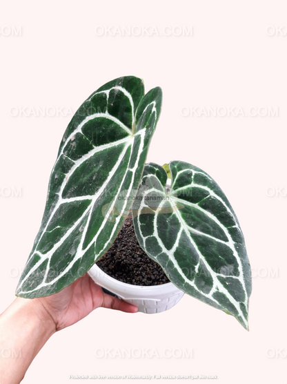 mikasa anthurium Anthurium Crystallinum Minahasa – Okanoka