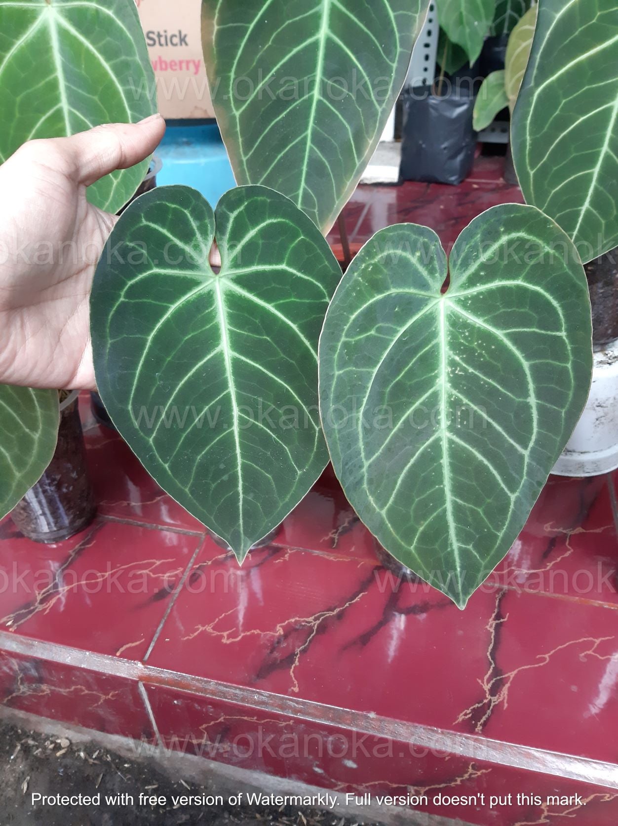 anthurium geneticamente modificado Híbrido de Anthurium Magnificum