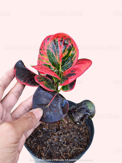 Croton Apple Red, Croton Apple Red, live plants, rare plants, live croton plants, rare croton plants, outdoor plants, indoor plants, houseplants, jungle plants, urban plants, forest plants, tropical plants, spring plants, red leaves plants, croton hybrid plants