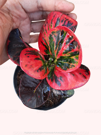 Croton Apple Red, live plants, rare plants, live croton plants, rare croton plants, outdoor plants, indoor plants, houseplants, jungle plants, urban plants, forest plants, tropical plants, spring plants, red leaves plants, croton hybrid plants