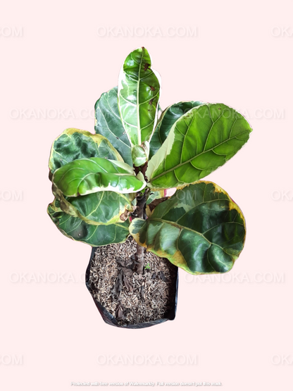 Ficus Lyrata Variegated