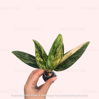 Monstera Standleyana Aurea Variegated