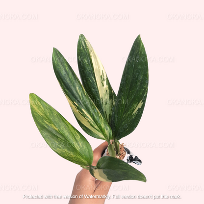 Monstera Standleyana Aurea Variegated