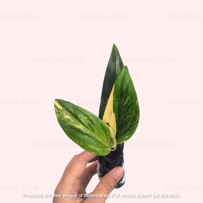 Monstera Standleyana Aurea Variegated