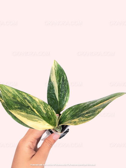 Monstera Standleyana Aurea Variegated