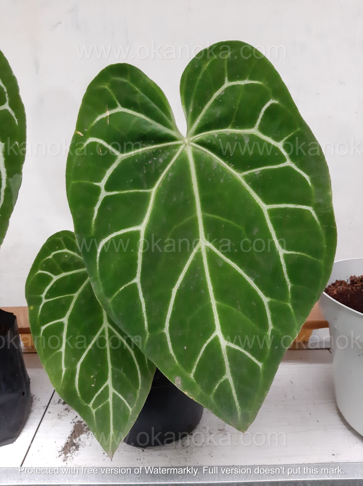 anthurium fire Anthurium Crystallinum Dragon Flame Medium – Okanoka