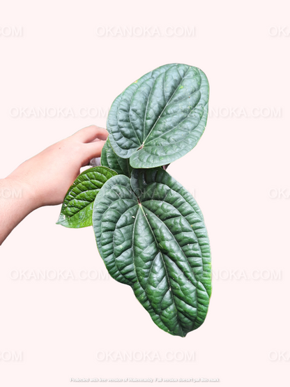 anthurium radicans flower Anthurium Radicans – Okanoka