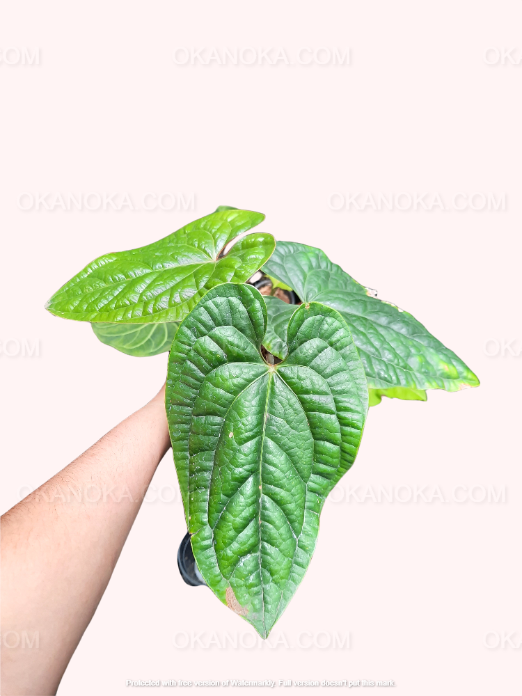anthurium radicans for sale Anthurium Radicans – Okanoka