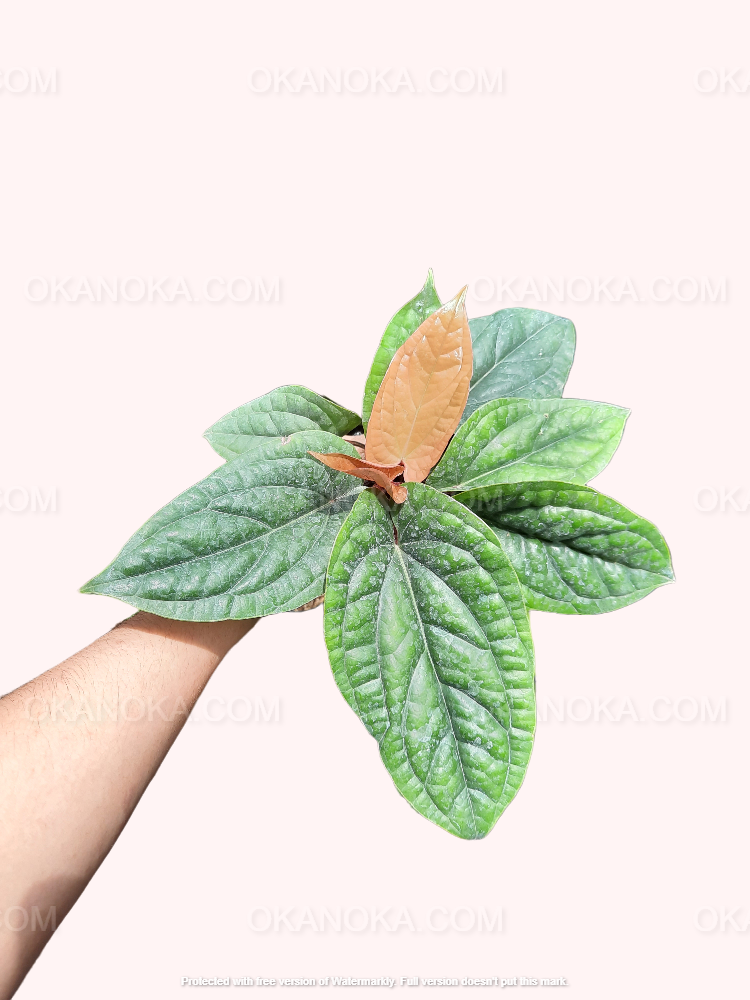 anthurium radicans hybrid Anthurium Radicans – Okanoka