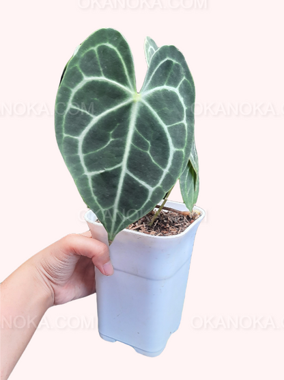 Anthurium Clarinervium