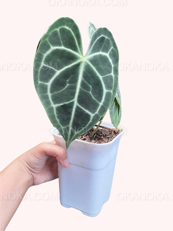 anthurium clarinervium wholesale Wholesale 100x Anthurium Clarinervium