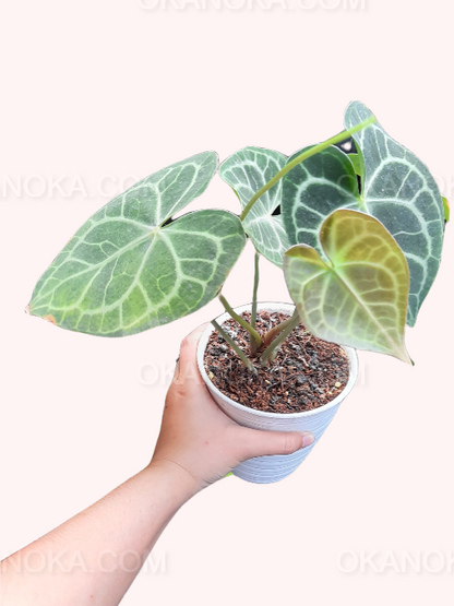 anthurium clarinervium distributor grower Wholesale 1000x Anthurium Clarinervium – Okanoka