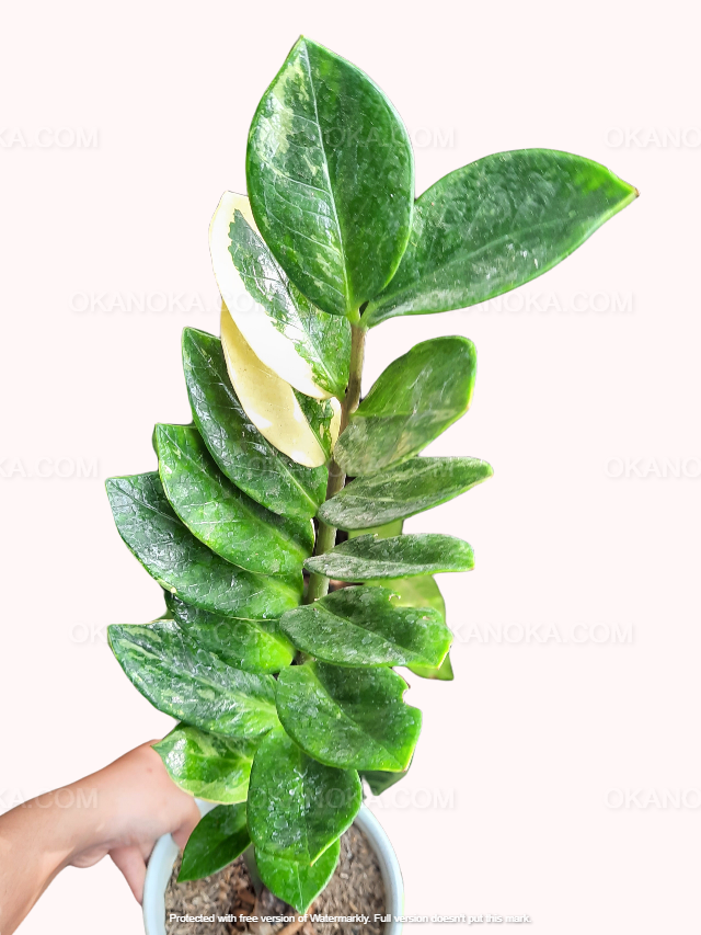 Zamioculcas zamiifolia variegated
