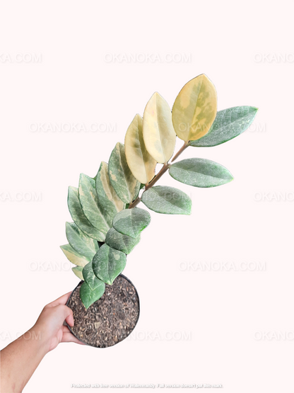 Zamioculcas zamiifolia variegated