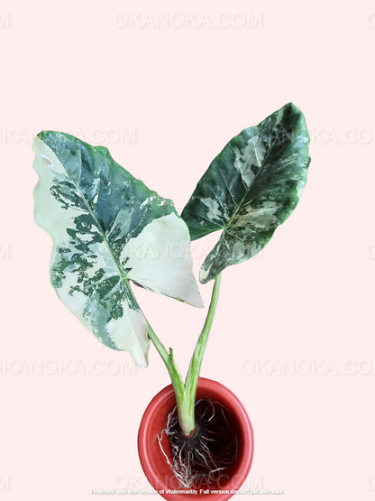 Alocasia Macrorrhiza Variegated, alocasia variegated, variegated alocasia live plants, Alocasia Amazonica, live plants, rare plants, live alocasia, rare alocasia, outdoor plants, indoor plants, houseplants, jungle plants, forest plants, urban plants, plants make people happy, plants make me happy, plants, plant lovers, alocasia club, alocasia lovers