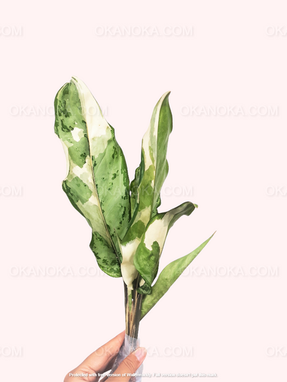 aglaonema commutatum variegated