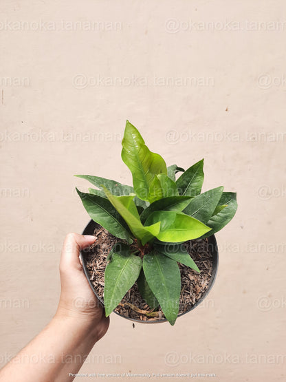 Anthurium Hookeri anthurium renaissance