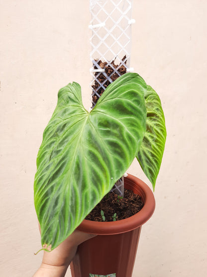 Philodendron Verrucosum