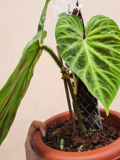 Philodendron Verrucosum