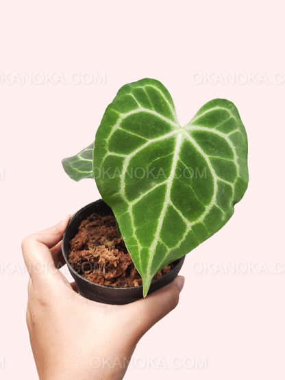 Anthurium Clarinervium Small