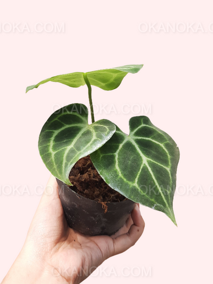 Anthurium Clarinervium Small