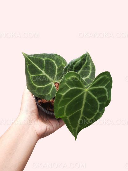 Anthurium Clarinervium Small