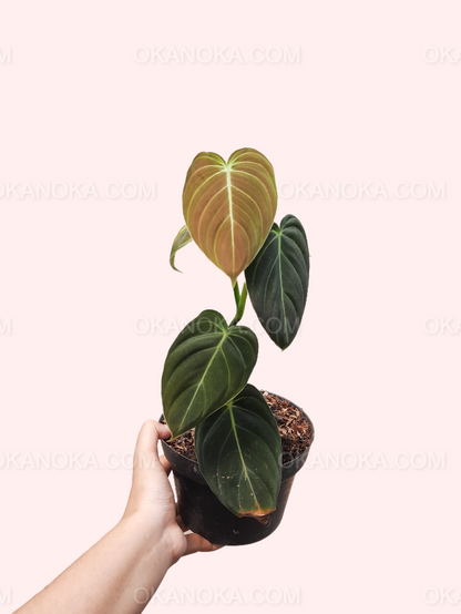 Philodendron Melanochrysum