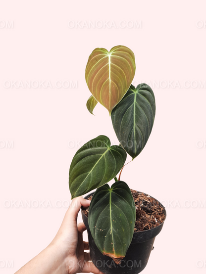 Philodendron Melanochrysum