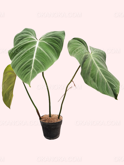 Philodendron Gloriosum Large, philodendron, live philodendron, philodendron plant, philodendron live plant, live philodendron plant, wholesale philodendron, wholesale philodendron live plant, rare philodendron, live philodendron rare plant, philodendron gloriosum, live philodendron gloriosum, rare philodendron gloriosum, live plant, rare plant, tropical plant, live tropical plant