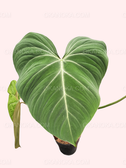 Philodendron Gloriosum Large, philodendron, live philodendron, philodendron plant, philodendron live plant, live philodendron plant, wholesale philodendron, wholesale philodendron live plant, rare philodendron, live philodendron rare plant, philodendron gloriosum, live philodendron gloriosum, rare philodendron gloriosum, live plant, rare plant, tropical plant, live tropical plant