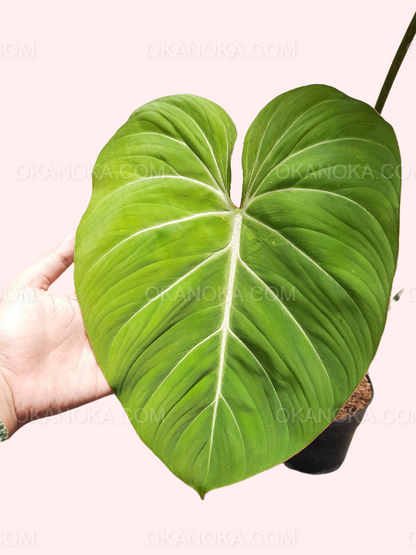 Philodendron Gloriosum Large, philodendron, live philodendron, philodendron plant, philodendron live plant, live philodendron plant, wholesale philodendron, wholesale philodendron live plant, rare philodendron, live philodendron rare plant, philodendron gloriosum, live philodendron gloriosum, rare philodendron gloriosum, live plant, rare plant, tropical plant, live tropical plant