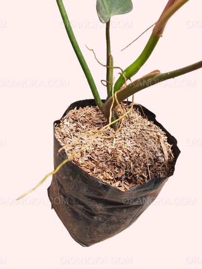 Philodendron Mexicanum, philodendron, live philodendron, philodendron plant, philodendron live plant, live philodendron plant, wholesale philodendron, wholesale philodendron live plant, rare philodendron, live philodendron rare plant, philodendron gloriosum, live philodendron gloriosum, rare philodendron gloriosum, live plant, rare plant, tropical plant, live tropical plant