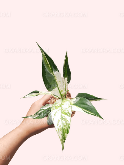 Peace Lily Variegated