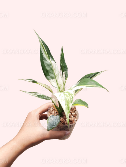 Peace Lily Variegated