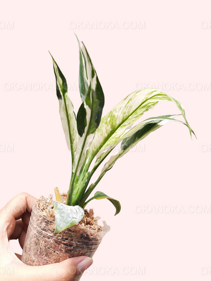 Peace Lily Variegated