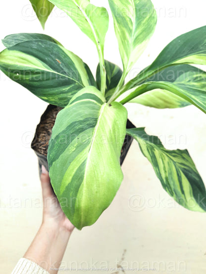 Spathiphyllum Sensation Variegated Mauna Loa, spathiphyllum, live spathiphyllum, spathiphyllum sensation, spathiphyllum sensation variegated, live spathiphyllum sensation yellow variegated, live plant, rare plant, rare spathiphyllum sensation variegated, wholesale plant, wholesale live plant, tropical plant, tropical spathiphyllum sensation variegated, live spathiphyllum sensation