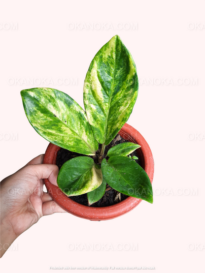 anthurium jenmanii green Anthurium Jenmanii Yellow Variegated