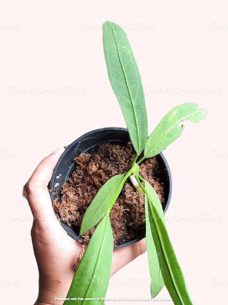 anthurium live plant Anthurium Vittarifolium – Okanoka