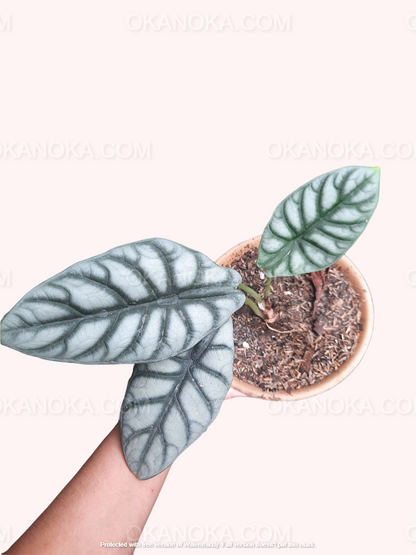 Alocasia Dragon Silver, Alocasia Amazonica, live plants, rare plants, live alocasia, rare alocasia, outdoor plants, indoor plants, houseplants, jungle plants, forest plants, urban plants, plants make people happy, plants make me happy, plants, plant lovers, alocasia club, alocasia lovers