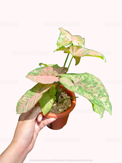 Syngonium Pink Flecked