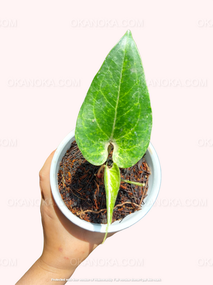 anthurium watermaliense Anthurium Watermaliense – Okanoka