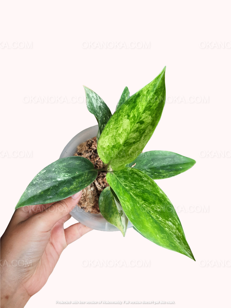 aglaonema siam jade variegated Aglaonema sp. 'Siam Jade' Variegated (wk1-D)
