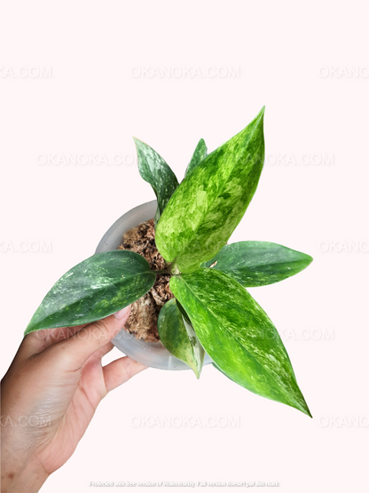 Aglaonema Siam Jade, Aglaonema Kochin Pink, live plants, rare plants, live aglaonema, rare aglaonema, aglaonema commutatum, live aglaonema commutatum variegated, variegated aglaonema plants, live variegated plants, outdoor plants, indoor plants, houseplants, jungle plants, tropical plants, forest plants, spring plants, cheap plants, aglaonema snow white, aglaonema snowhite, live aglaonema white plants,aglaonema pink plants