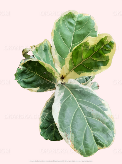 Ficus Lyrata Variegated