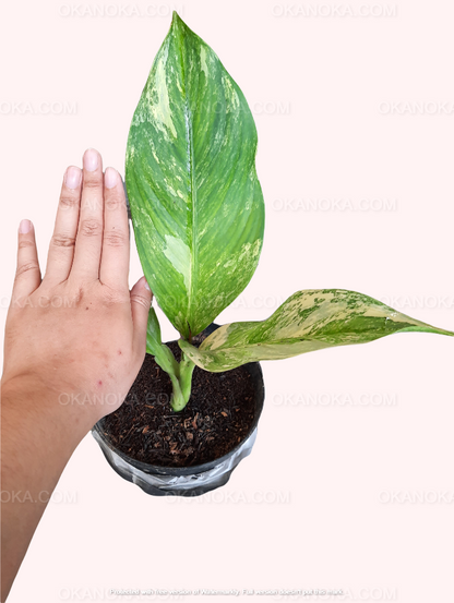 Dieffenbachia Variegated