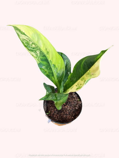 Dieffenbachia Variegated