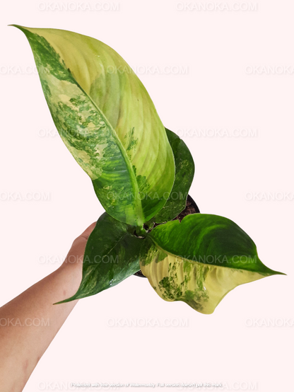 Dieffenbachia Variegated